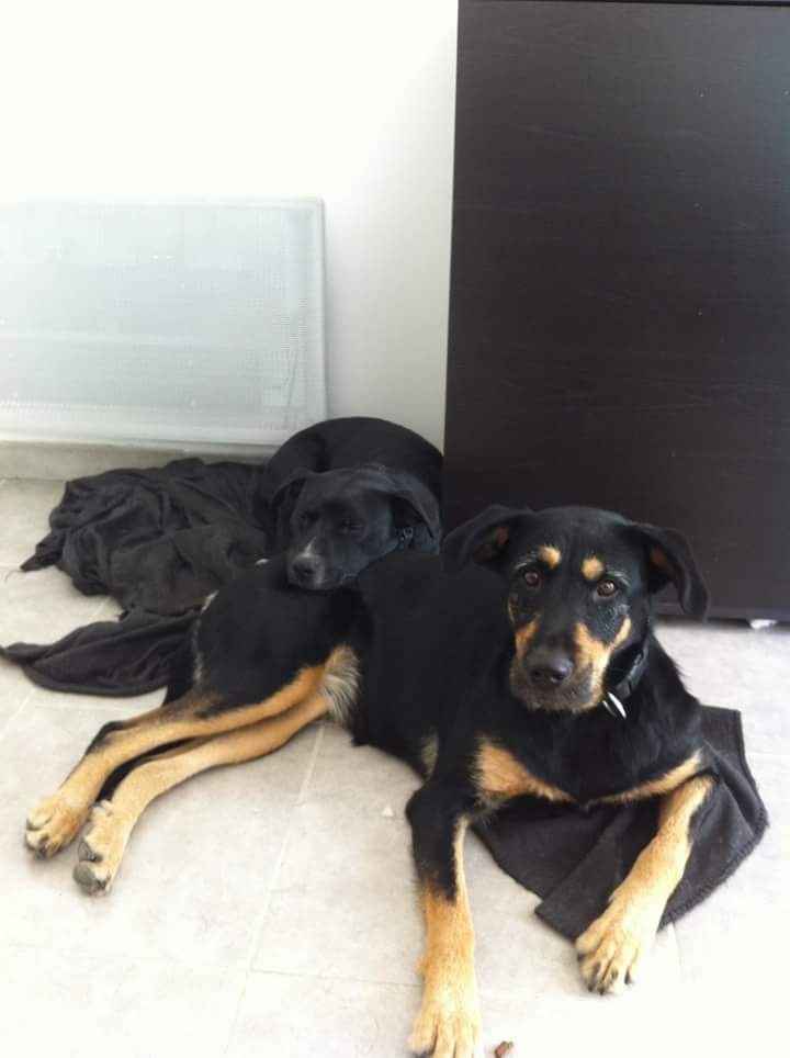Nos animaux ! - 1