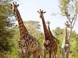 idée de notre voyage de noces Afrique du sud n°1