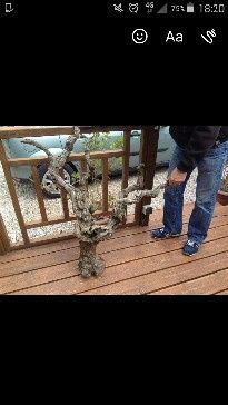 mon plan de table c'est un pied de vigne