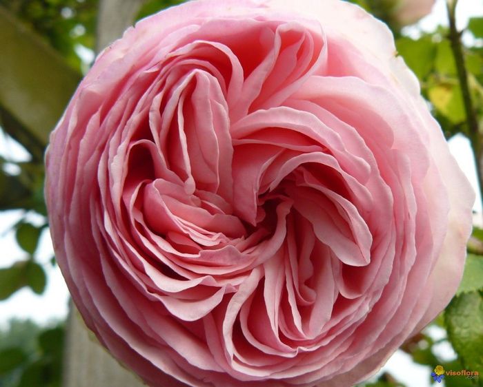 6. Quelles fleurs choisiras-tu pour ton bouquet ? - 1