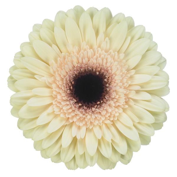 Doutes fleuriste - 2