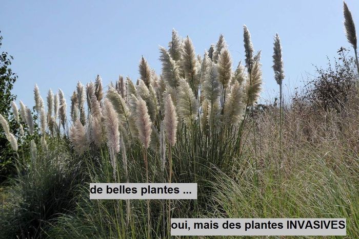Herbes de la pampa : une menace écologique ?! - 1