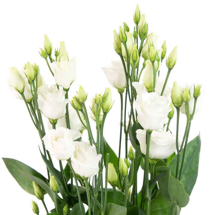 De quelles fleurs sera composé ton bouquet ? 11