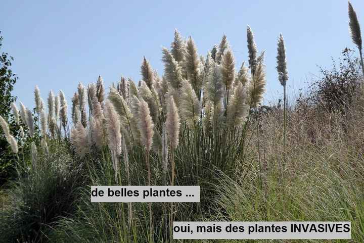 Herbes de la pampa : une menace écologique ?! 1