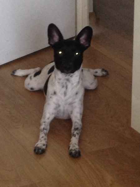 Nos animaux ! - 1