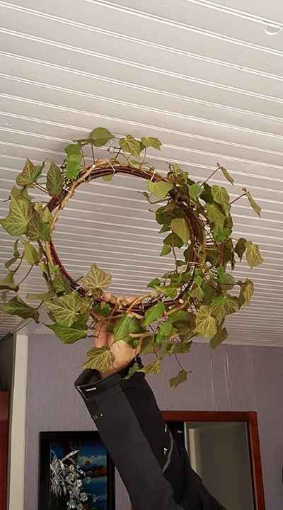 Couronne de lierre