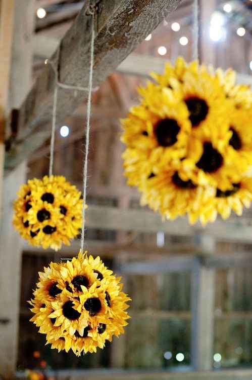 tournesol