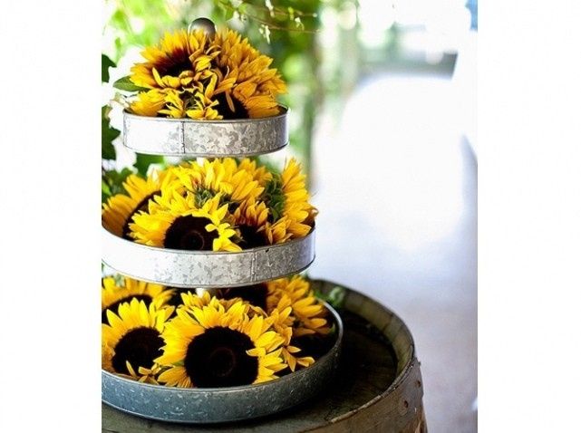 tournesol
