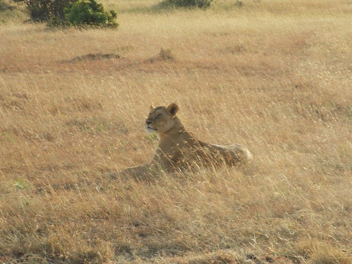 une lionne au levé du soleil