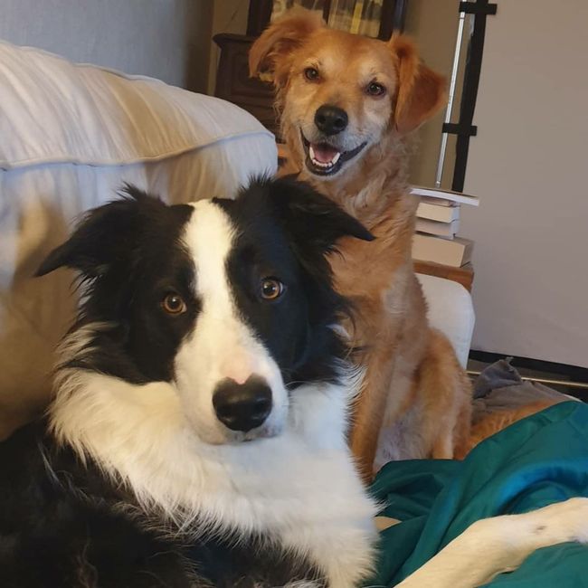 Séance photo avec vos animaux ? 1