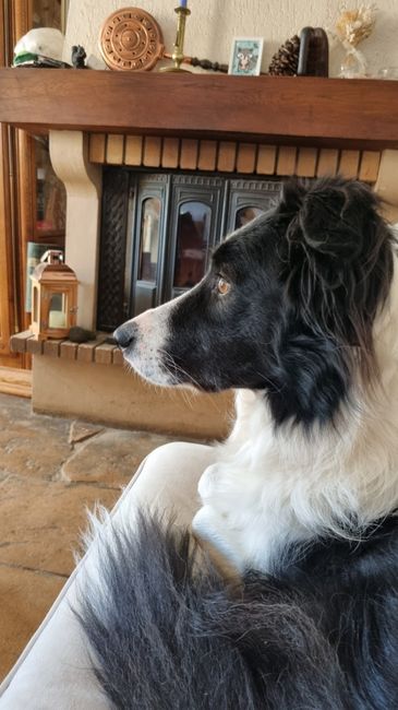 Qui a Des animaux ? 3