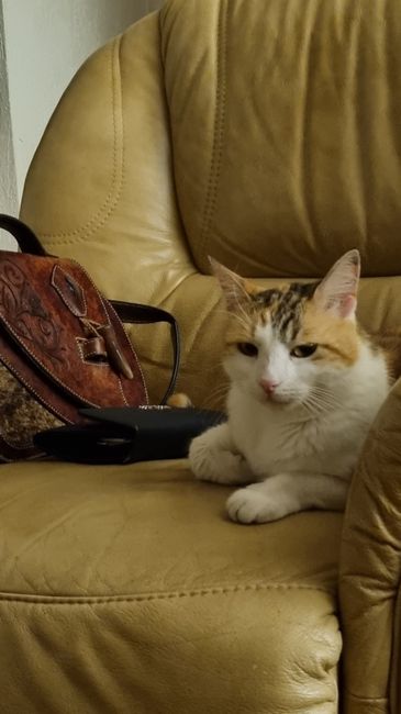 Qui a Des animaux ? 4