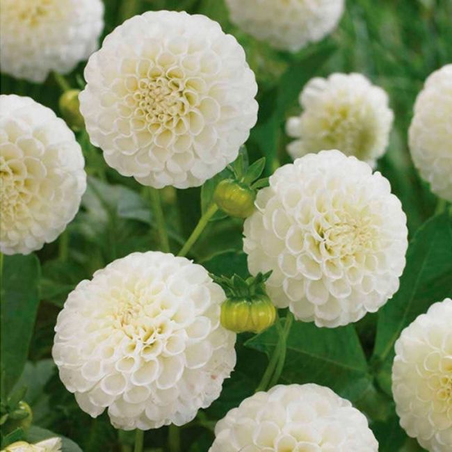 Bouquet de la mariée 4