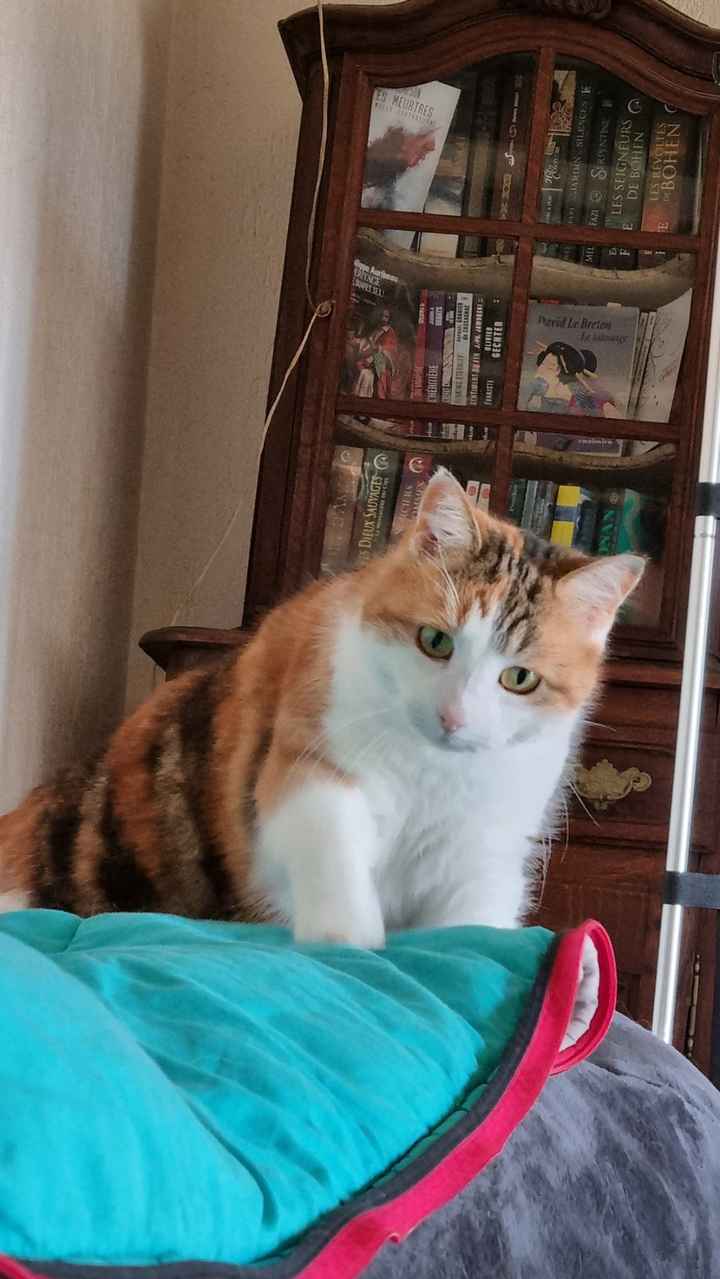 Une photo avec ton chat le jour J ? - 1