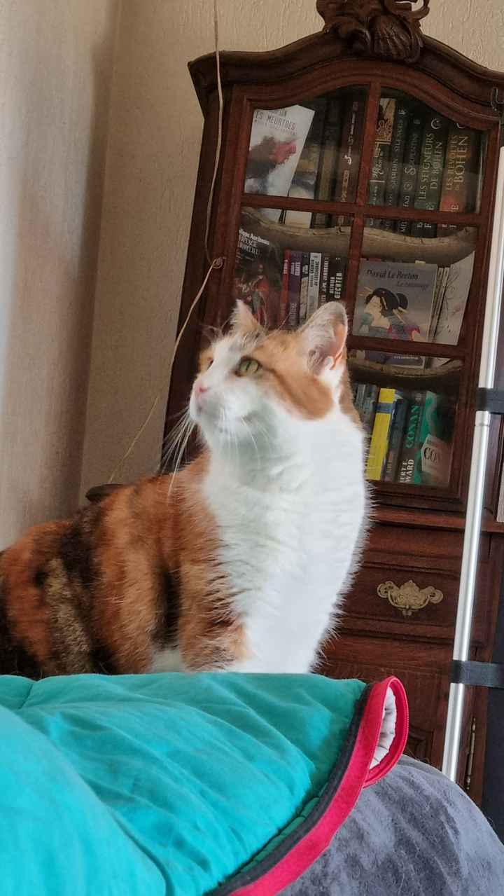 Une photo avec ton chat le jour J ? - 2