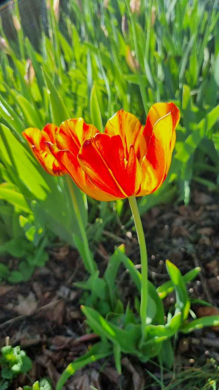 Des fleurs... encore des fleurs ! 🌸 - 1