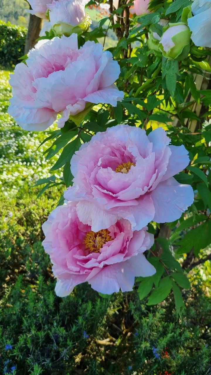 Des fleurs... encore des fleurs ! 🌸 - 1