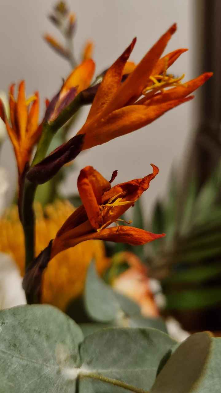 Fleurs fanées au bout de... 1 jour !!!😡 - 3