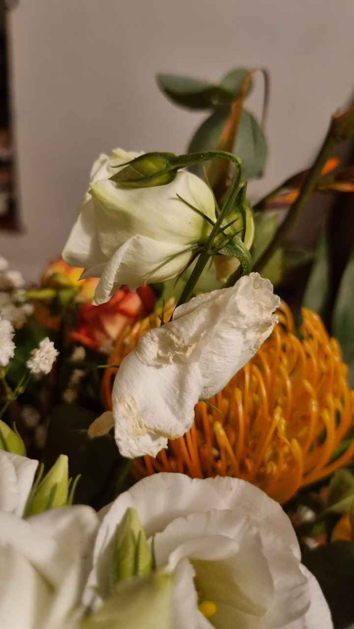Fleurs fanées au bout de... 1 jour !!!😡 - 7