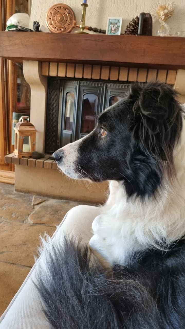 Ton chien ne sera pas très loin pendant tes préparatifs ? 🐶 - 2