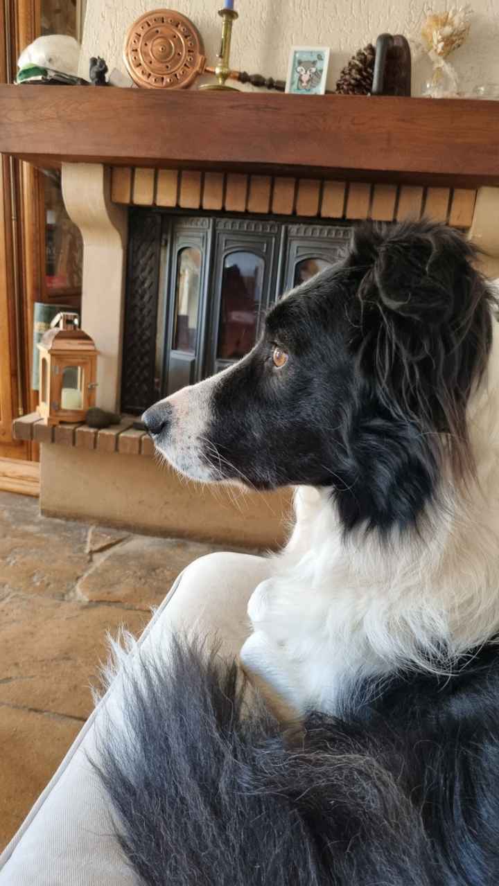 Qui a Des animaux ? - 2