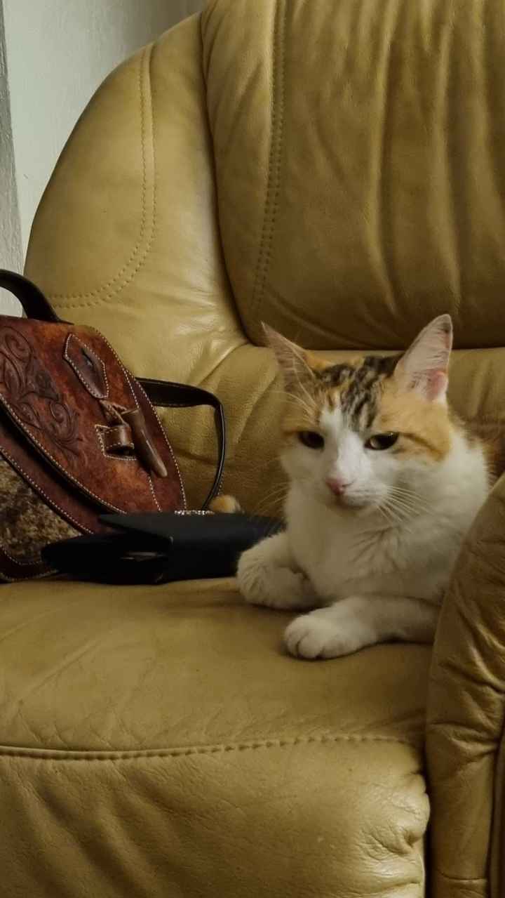 Qui a Des animaux ? - 3