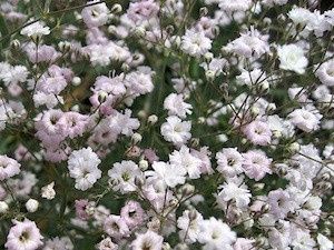 Gypsophiles blancs
