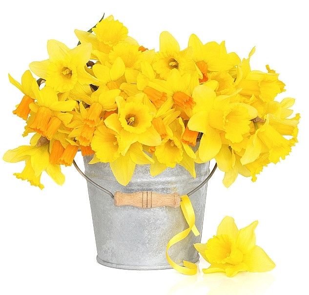 Jonquilles
