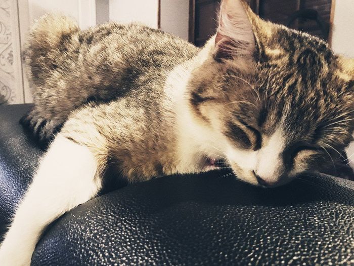  Mon petit bébé chat 😋 - 1