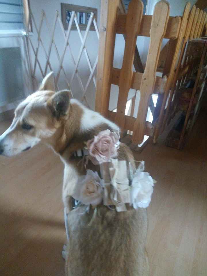 Et les animaux ? - 1