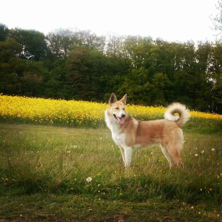 Et les animaux ? - 2