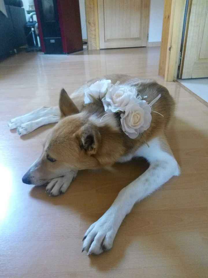 Notre chien est prête - 2