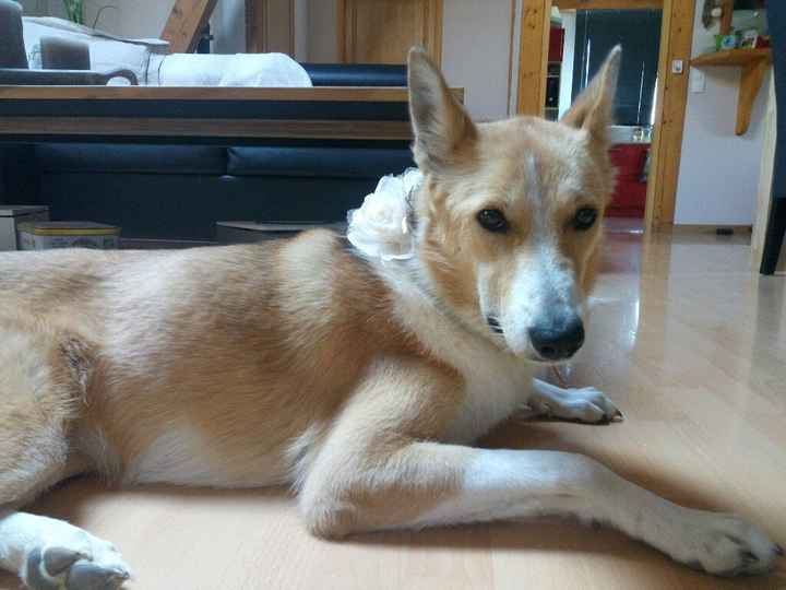 Notre chien est prête - 3