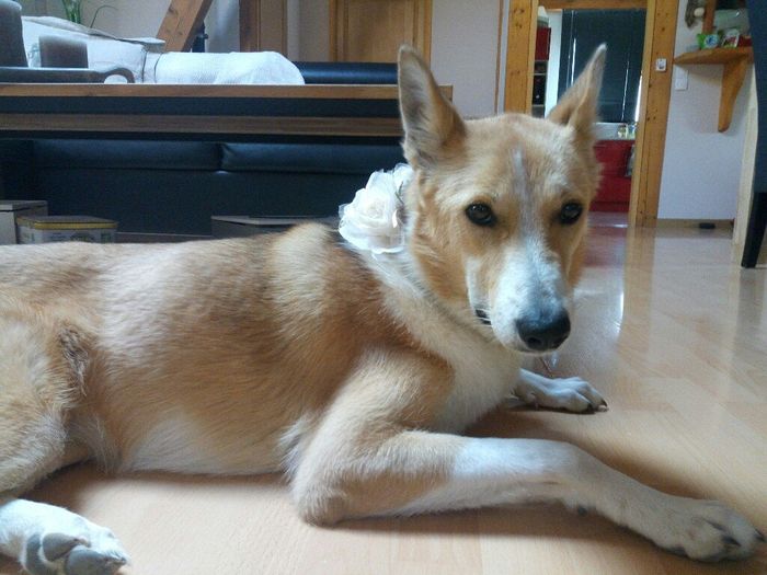 Notre chien est prête - 3
