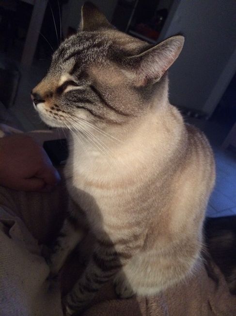 Nos animaux ! - 4