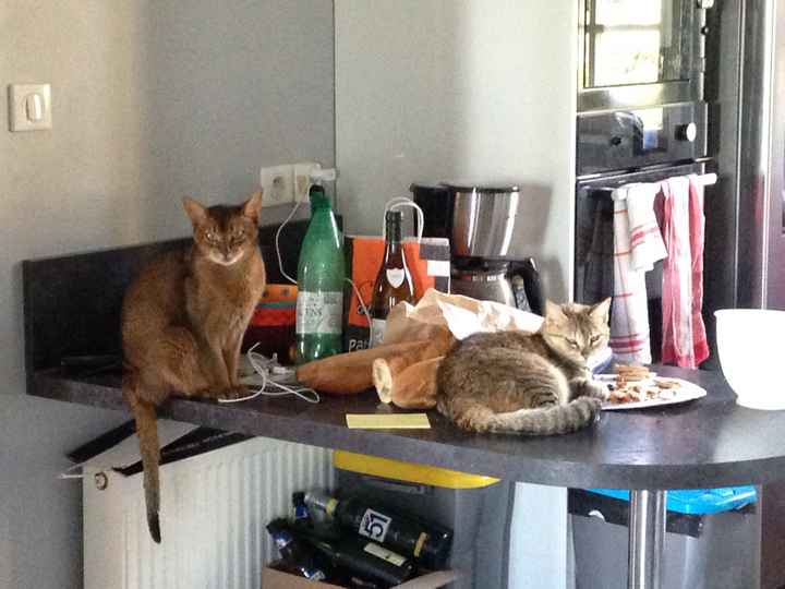 Mon petit bébé chat 😋 - 1