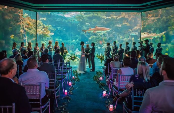 Si je me mariais dans un aquarium (!!!)... 2