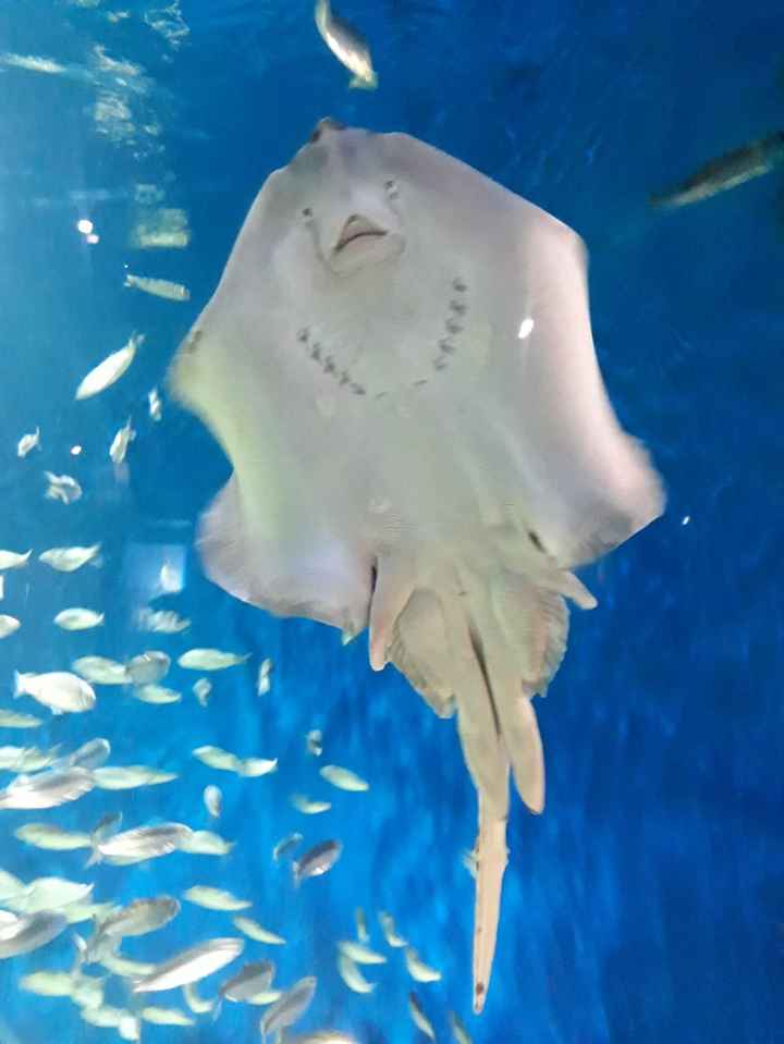 Faites moi rêver : Voyage de noce - 9