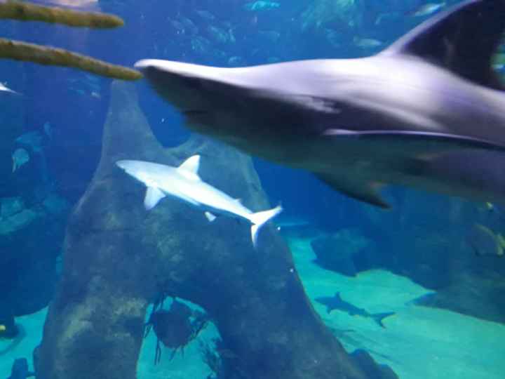 Faites moi rêver : Voyage de noce - 13