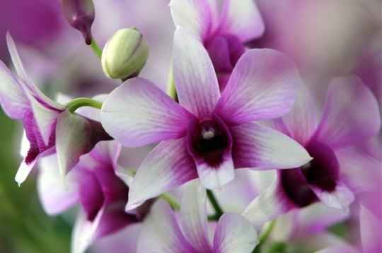 Dendrobium