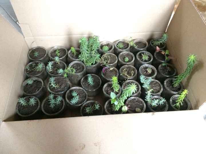 Petites succulentes