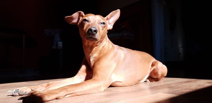 Cookie amène nos alliances ! 1