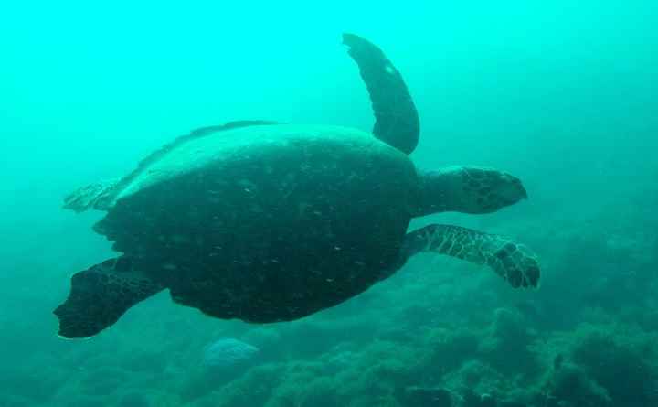 Plongée tortue