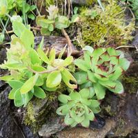 Grand Mariage fait maison - 1
