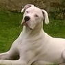 Aurelie