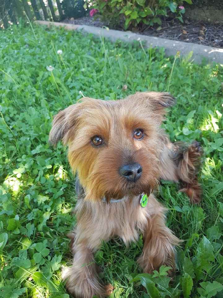 Et les animaux ? - 1