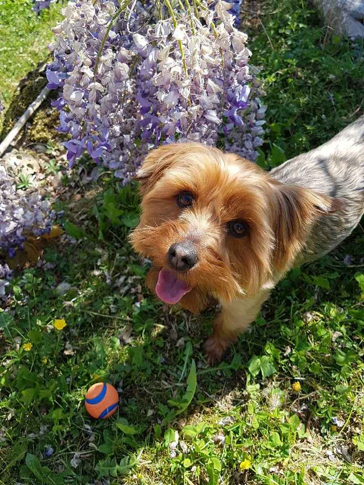 Montrez moi vos animaux ! - 1