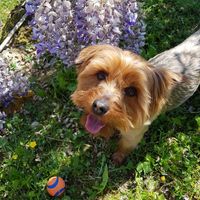 Montrez moi vos animaux ! - 1