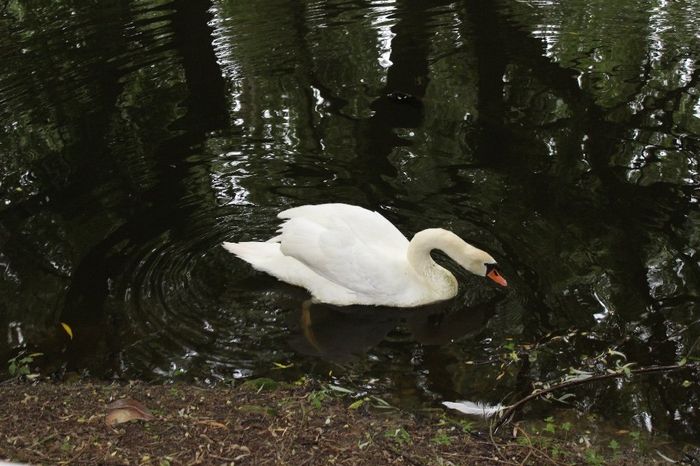 Joli parc avec 2 magnifiques cygnes 