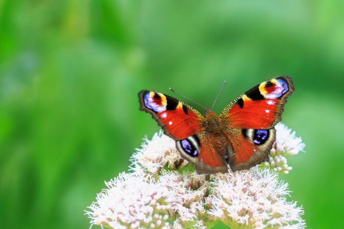 dos du coupon réponse 